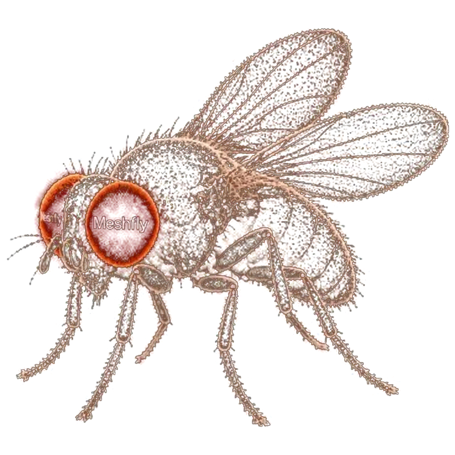 A fruit fly, the animal whose brain meshfly reads