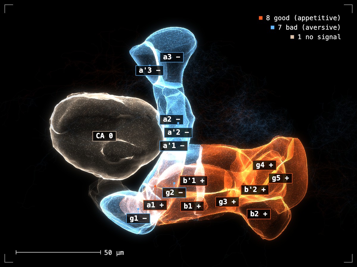 A render of one mushroom body split into its sixteen compartments, good ones orange, bad ones blue, each labelled
